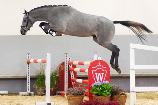 Foto: Preisspitze der Youngster-Auktion Springen: Nr. 16 Unicat v. Up to Date/For Pleasure - Fotograf: Reckimedia