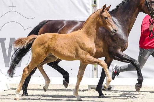Foto: Knackte den Fohlen-Preisrekord in Westfalen: Vamos Amigas – Vollschwester zu Cathrine Dufours Vamos Amigos - Fotograf: Reckimedia