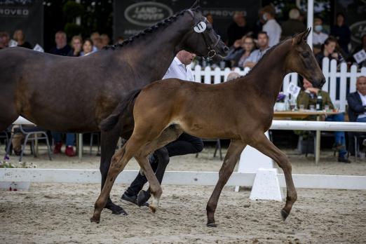 Foto: Preisspitze der 16. Trakehner Fohlenauktion war Kratos von Freiherr von Stein. Das Hengstfohlen wechselte für 37.000 Euro nach Schleswig-Holstein - Fotograf: Stefan Lafrentz