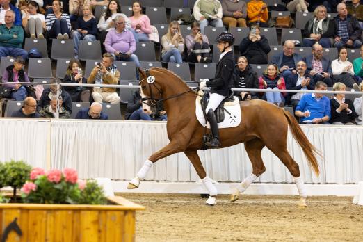 Foto: Preisspitze Sunshine v. Secret/Royal Blend - Fotograf: Hannoveraner Verband