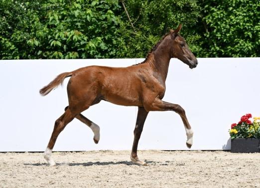 Foto: Proud James/ Don Schufro - Fotograf: Hubert Fischer
