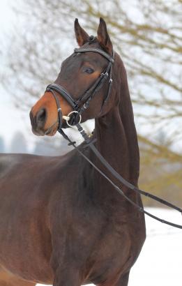 Foto: Schaut neugierig: Quandino, vierjähriger Wallach v. QUALIANO. Finden Sie in der aktuellen Reitpferdekollektion Ihren Sport- und Freizeitpartner fürs Leben. - Fotograf: S. Busse