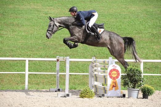 Foto: Hoch platziert in Springpferdeprüfungen der Klasse A, die fünfjährige Quick Step - Fotograf: Kiki Beelitz