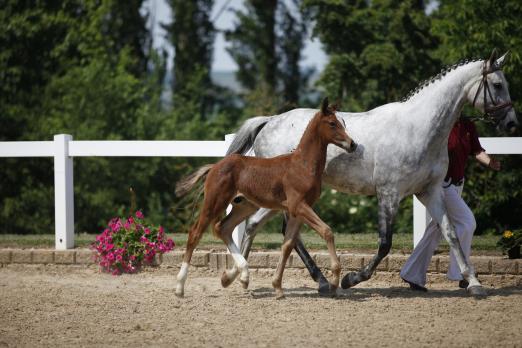 Foto: Quickley de Kreisker-Fohlen - Fotograf: Kirstin Weigel