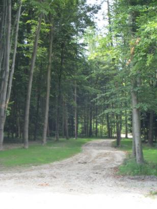 Foto: neuangelegter Waldweg, wo im Rahmen des CSI2* in Ranshofen (22.-25. August) eine große Ausstellung stattfinden wird.