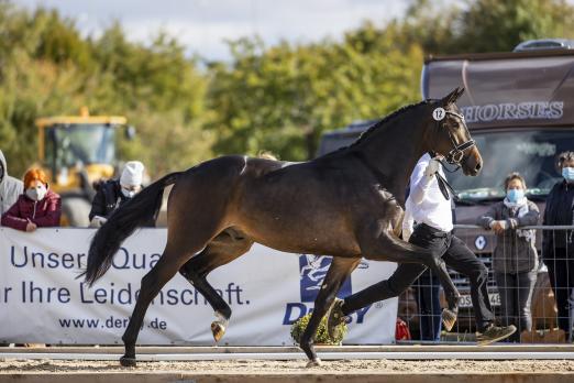 Foto: Trakehner Siegerhengst 2020: Rheinglanz v. Helium-Couracius - Fotograf: Stefan Lafrentz