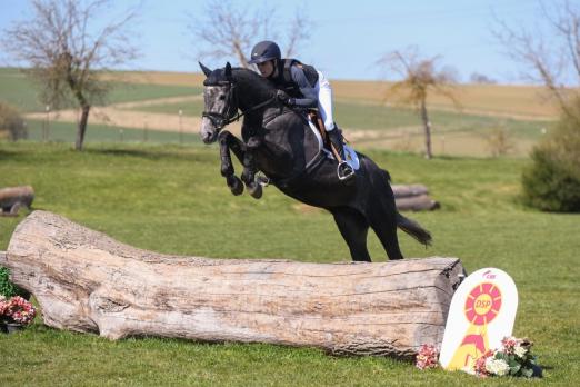 Foto: KN 4 Romeo | Wallach *2021 v. Diarado - Odermus R - Fotograf: Robert Kraft
