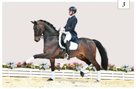 Foto: Preisspitze Roncevall OLD v. Romanov Blue Hors - Donnerhall - Darling - Fotograf: OLD Art