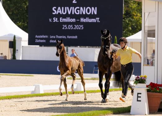 Foto: Sauvignon v. St. Emilion/Helium - Fotograf: Hannoveraner Verband