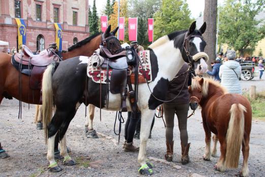 Foto: Die schönste Art in den Herbst zu reiten: Der WRFC-Sternritt zum Jagdschloss Platte - Fotograf: Elke Weisheit