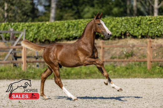 FotO. Kat.-Nr. 36 Hengstfohlen von Aganix du Seigneur Z x Numero Uno - Fotograf: HorseSales.Auction