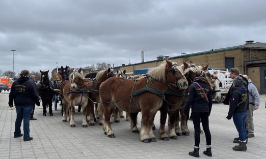 Foto: Schleswiger Kaltblüter "soweit das Auge reicht" - schon mehrfach haben Sven Voigt und seine Mitstreiter beim Schaunachmittag des Pferdestammbuch SH/ HH mit ihren imposanten Pferden mächtig Eindruck gemacht - Fotograf: Pferdestammbuch SH /HH Foto: Schleswiger Kaltblüter "soweit das Auge reicht" - schon mehrfach haben Sven Voigt und seine Mitstreiter beim Schaunachmittag des Pferdestammbuch SH/ HH mit ihren imposanten Pferden mächtig Eindruck gemacht - Fotograf: Pferdestammbuch SH /HH