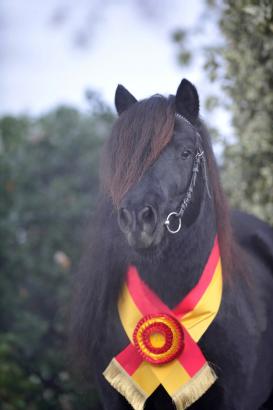 Foto: Shetlandpony-.Siegerhengst 2011, Schneltens Oleander - Fotograf: Tanja Becker