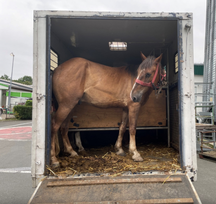 Foto: Gestoppter Pferdetransporter - Fotograf: 