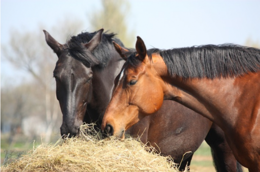 Foto: Gesunde Pferde an der frischen Luft - Fotograf: BfT / iStockphoto - Bundesverband für Tiergesundheit e.V.