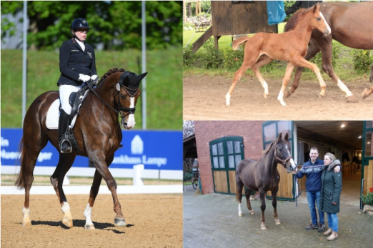 Foto: La Boum mit ihrer Reiterin Heidemarie Dresing und als Fohlen. Rechts unten: Züchterehepaar Dirk und Dr. Annette Radeke mit Cecilia. - Fotografen: (c) Hubert Fischer, Petra Schlemm, Jörg Clasen