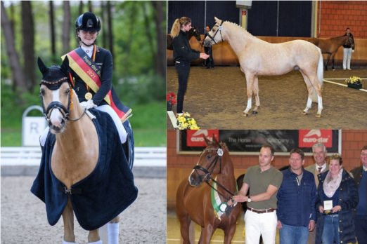 Foto: Triple-Europameisterin Daddy Moon mit seiner Reiterin Rose Oatley und als Jüngling bei der Körung. Unten rechts: Züchterehepaar Steffen (Mitte) und Melanie Bäumken mit No Limits. Fotografen: (c) Equitaris 