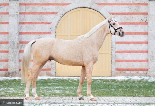 Foto: Auktionskandidat Don Colore - Fotograf: Stephan Kube