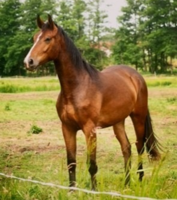 Foto: gestohlenes Pferd - Fotograf: Privat