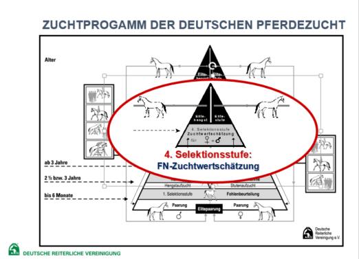 Selektionsstufen der Pferdezucht: FN Zuchtwertschätzung. (c) FN