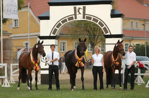 Foto: Nachfolgerinnen gesucht am 14. September in Kranichstein: Die Siegerinnen der VI. Trakehner Bundesstutenschau 2014 in Neustadt Dosse: Fleur v. Kentucky, Kalla v. Cadeau und Odelia v. Lauries Crusador xx. - Fotografin: Jutta Bauernschmitt