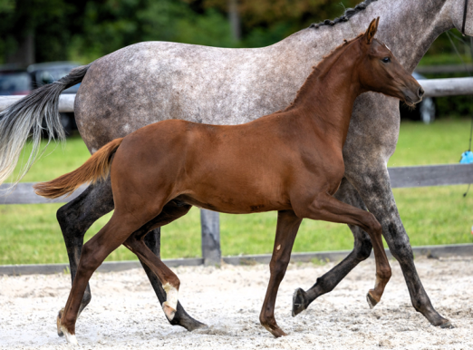Foto: Kraft, Noblesse und Leistungsgene der Sonderklasse: Das Hengstfohlen v. Antritt-Heuberger brillierte bereits als Reservesieger der springbetonten Hengstfohlen beim Fohlenchampionat in Graditz. - Fotograf: Sigrun Wiecha