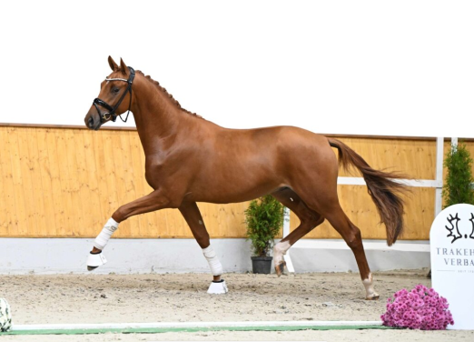 Foto: Kat.Nr. 4 Lucero, Hengst v. Easy Game - Rheinklang - Ivernel - Fotograf: Kiki Beelitz