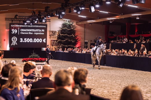 Foto: Schimmelstute Chacoontilotta PS (v. Chacoon Blue) erzielte den Spitzenpreis der Auktion - Fotograf: © SehrwieViel Foto: Schimmelstute Chacoontilotta PS (v. Chacoon Blue) erzielte den Spitzenpreis der Auktion - Fotograf: © SehrwieViel