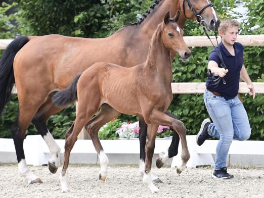 Foto: Sea Cloud v. My Blue Horse Santiano - Krack C - Aljano - Fotograf: Old Art 