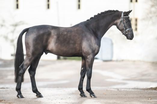 Foto: Secret Star - Fotograf: Toms Pic