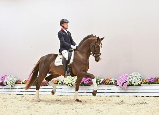 Foto: Kat. Nr. 5 Schufro de Iniesta v. Sezuan's Donnerhall - Don Gregory - Castro - Fotograf: OLD Art