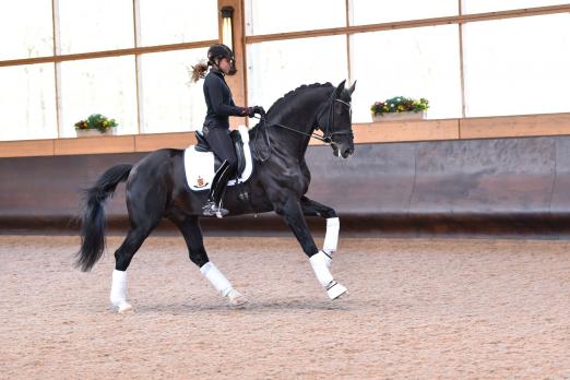 Foto: Dressurpferde-Weltmeister Sezuan unter Dorothee Schneider - Fotograf: Tanja Becker
