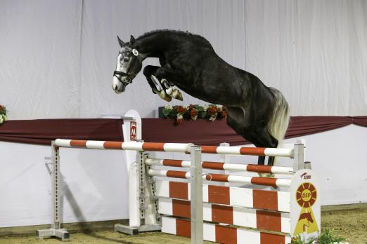 Foto:Der Sieger der 4j. Springpferde Lockdown v. Larino / Cayton; Z./B.: Thomas Schick - Fotograf: Olaf Rutschek - EquestFoto