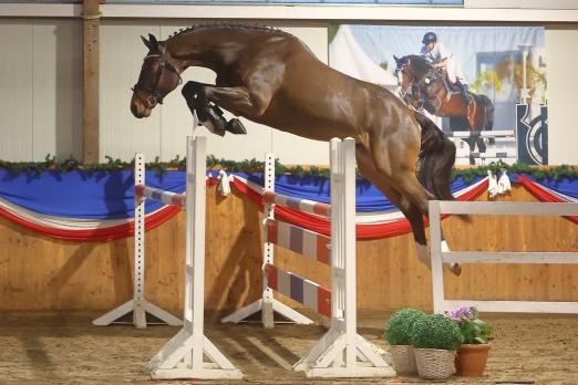 Foto: Holsteiner Wallach von Keaton-Canto - bester Freispringer bei den dreijährigen Pferden in Klein Offenseth - Fotograf: Bischoff