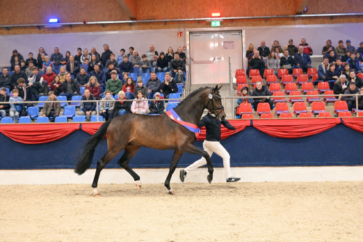 Foto: Siegerhengst Kat.Nr. 100 Besandro Gold v. Best of Gold - Sandro Hit - De Niro - Fotograf: Kiki Beelitz
