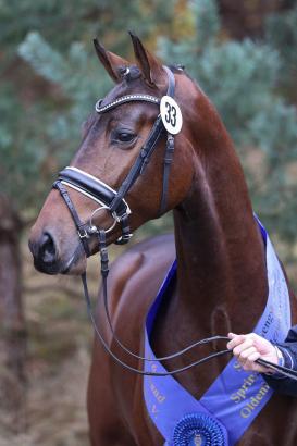 Foto: Der sprunggewaltige OS-Siegerhengst v. Zinedine - Contender wird künftig auf dem Gestüt Bonhomme begeistern - Fotograf: LL-Foto