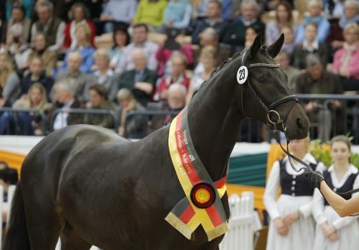 Foto: Sir Sansibar war 2014 der beste Junghengst und Körsieger des Trakehner Hengstmarktes - Fotograf: Lafrentz