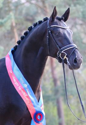 Foto: Der Siegerhengst Splendid v. San Amour I - Dream Boy - Fotograf: LL-Foto