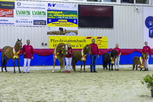 Foto: Weser-Ems-Siegerhengste 2019 - Fotograf: Equitaris.de/Gesina Grömping