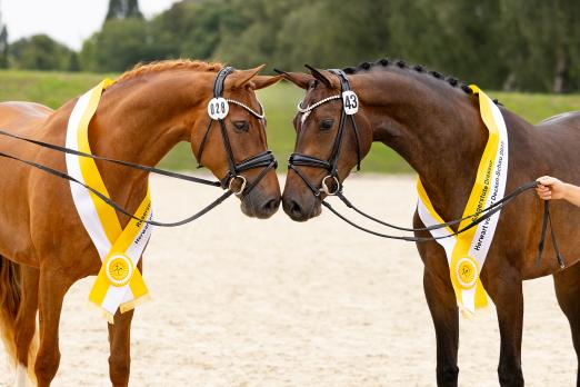 Foto: Siegerstute Dressur Hann.Pr.A. Joyride (rechts) und Reservesiegerstute Dressur Hann.Pr.A. Ext.+ Embella Rose - Fotograf: Hannoveraner Verband