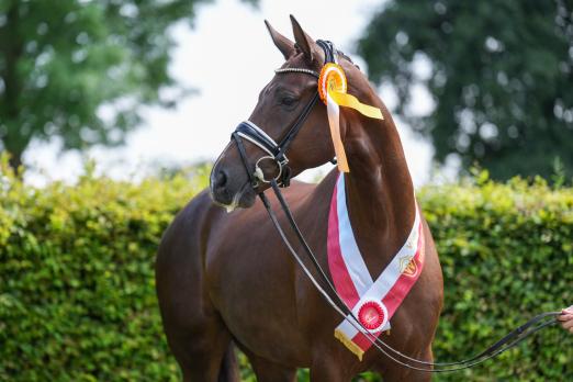 Foto: Siegerstute Dressur: Dareta’s Belize H v. Bonds/Belissimo - Fotograf: Reckimedia