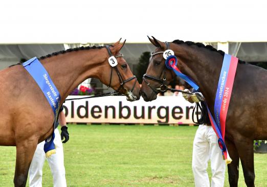 Foto: Lady Cadora (links) v. Catoki-Landor S-Contender und Fünf Sterne (rechts) v. Fürstenball-Rubin Royal-Donnerschlag glänzten als brillante Siegerstuten der Oldenburger Elite-Stutenschau in Rastede. - Fotograf: Beeltiz