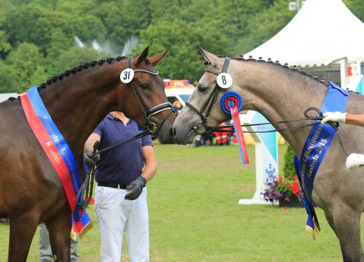 Foto: Oldenburgs gefeierte Siegerinnen der Elite-Stutenschau:OL-Championesse Fiesta Danza (l.) v. Fürstenball - Weltmeyer - Ludendorff und OS-Gewinnerin Jella (r.) v. Last Man Standing - Abke - Zeus - Fotograf: Ernst