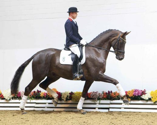 Foto: Kat. 1 So Special v. Sorento-Lapis Lazuli-Seydlitz eröffnet die vorweihnachtlichen Winter Mixed Sales. - Fotograf: Ernst