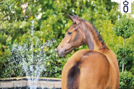 Foto: So Sweet v. So Perfect – Franziskus – Sir Donnerhall I - Fotograf: OLD Art