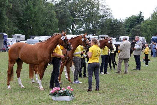 Foto: Parade der Ponyschönheiten: Am 15. Juni wetteifern in Adelheidsdorf die besten drei- und vierjährigen Ponystuten um den Titel Staatsprämienanwärterin - Fotograf: Pantel/ Ponyverband Hannover