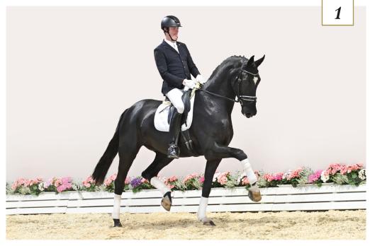 Foto: Zur Preisspitze avancierte Summerville v. Sezuan - Diamond Hit - Florencio I - Fotograf: Gr. Feldhaus