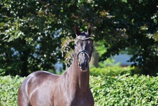 Foto: Superlative - Superb titelt die exorbitant rittige und bewegungsgeniale Secret-Tochter. Mit einem Zuschlagpreis von 450.500,- Euro teuerste dreijährige Stute, die jemals auf einer Verbandsauktion zugeschlagen wurde. Die Oldenburger Pferde-Vermarktungs GmbH hat mit dieser Elite einen deutschlandweiten Rekord aufgestellt - Fotograf: OLD Art