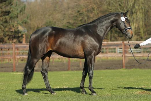 Foto: Erhielt das positive Körurteil in Münster - der dreijährige Trakehner Hengst Kros - Fotograf: Jutta Bauernschmitt