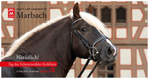 Foto: Schwarzwälder Kaltbluthengst DRACHENFELS v. Donnergroll - Fotograf: Stephan Kube